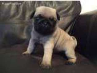 Pug Puppy for sale in Dallas, TX, USA