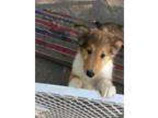 Collie Puppy for sale in Kutztown, PA, USA