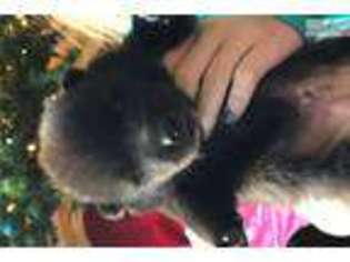 Wolf Hybrid Puppy for sale in Richmond, VA, USA