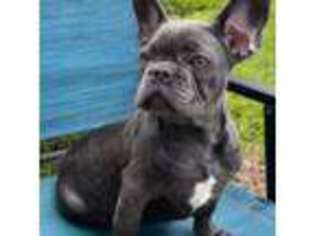 French Bulldog Puppy for sale in Milwaukee, WI, USA