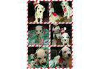 Dalmatian Puppy for sale in Washington, PA, USA