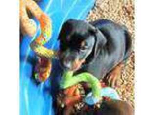 Doberman Pinscher Puppy for sale in Clayton, WA, USA