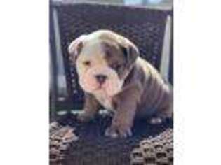 Bulldog Puppy for sale in Piedmont, OK, USA