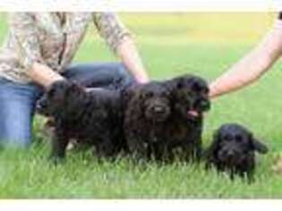 Black Russian Terrier Puppy for sale in Shelley, ID, USA