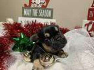 French Bulldog Puppy for sale in Centerville, IN, USA