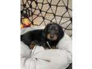 Dachshund Puppy for sale in Columbia, KY, USA