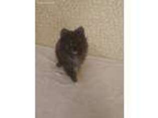 Pomeranian Puppy for sale in Seymour, MO, USA
