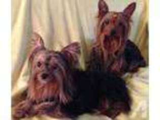 Yorkshire Terrier Puppy for sale in SCENERY HILL, PA, USA