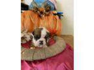 Mutt Puppy for sale in Woodville, VA, USA
