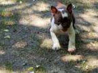 Boston Terrier Puppy for sale in Waterbury, CT, USA