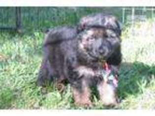 German Shepherd Dog Puppy for sale in Roseburg, OR, USA