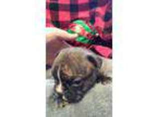 French Bulldog Puppy for sale in Arcade, NY, USA