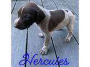 German Shorthaired Pointer Puppy for sale in Lexington, SC, USA