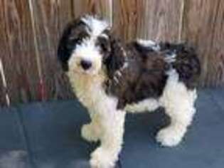 Saint Berdoodle Puppy for sale in Spring Hill, FL, USA