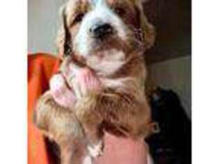 Mutt Puppy for sale in Lake Station, IN, USA