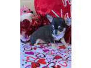 Chihuahua Puppy for sale in Gaffney, SC, USA