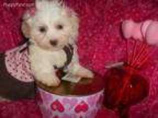 Maltese Puppy for sale in West Bloomfield, MI, USA