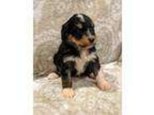Mutt Puppy for sale in Cloquet, MN, USA