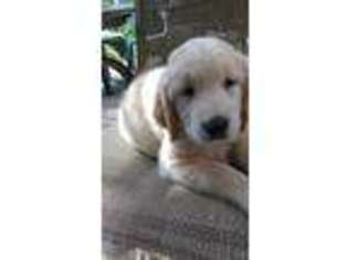 Golden Retriever Puppy for sale in Williston, FL, USA