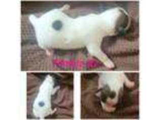 Jack Russell Terrier Puppy for sale in La Puente, CA, USA