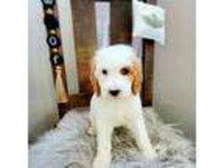 Goldendoodle Puppy for sale in Swartz Creek, MI, USA