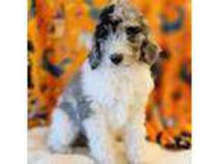 Goldendoodle Puppy for sale in Vancouver, WA, USA