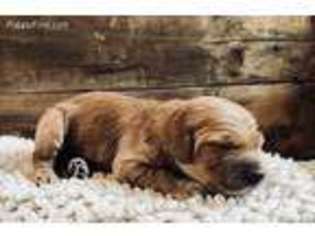 Goldendoodle Puppy for sale in Watertown, WI, USA