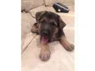 German Shepherd Dog Puppy for sale in Andover, MN, USA