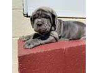 Neapolitan Mastiff Puppy for sale in Madison Heights, VA, USA