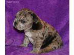 French Bulldog Puppy for sale in Fair Oaks, CA, USA