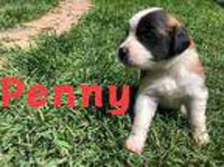 Saint Bernard Puppy for sale in Craig, CO, USA