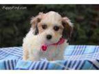 Cavachon Puppy for sale in Eden Valley, MN, USA