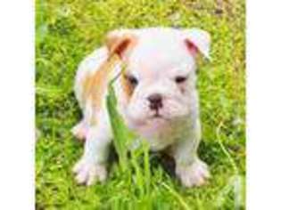 Bulldog Puppy for sale in GREELEY, KS, USA
