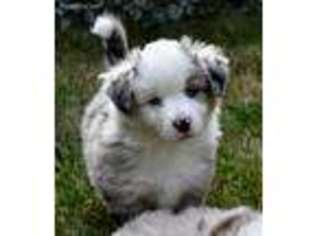 Miniature Australian Shepherd Puppy for sale in Vancouver, WA, USA
