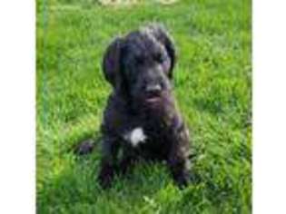 Labradoodle Puppy for sale in Saint Joe, IN, USA