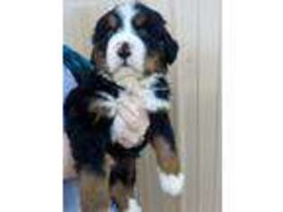 Bernese Mountain Dog Puppy for sale in Gerald, MO, USA