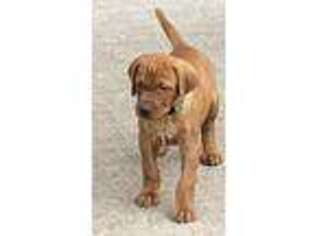 Vizsla Puppy for sale in Chatfield, MN, USA