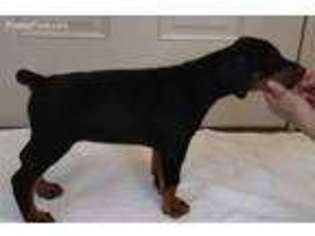 Doberman Pinscher Puppy for sale in Acme, PA, USA