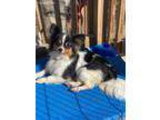 Papillon Puppy for sale in Monmouth, IL, USA