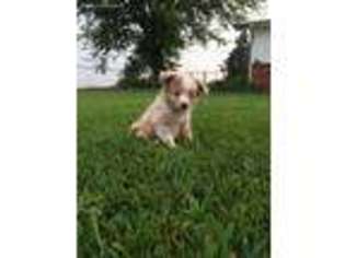 Miniature Australian Shepherd Puppy for sale in Porum, OK, USA