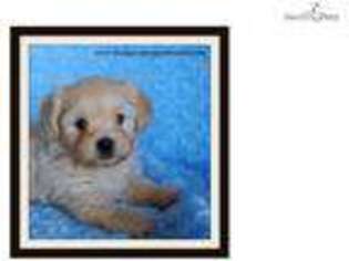 Shih-Poo Puppy for sale in Texarkana, AR, USA