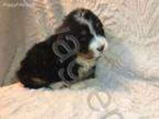 Bernese Mountain Dog Puppy for sale in Atwater, OH, USA