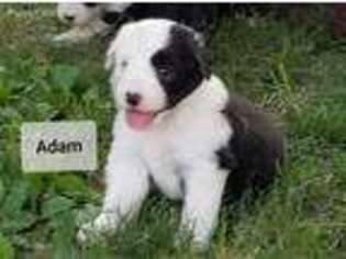 Old English Sheepdog Puppy for sale in Georgetown, KY, USA