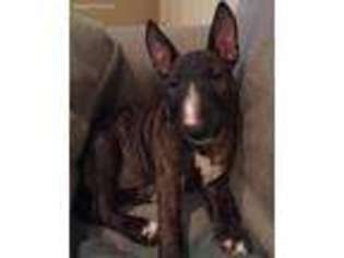 Bull Terrier Puppy for sale in Watertown, SD, USA