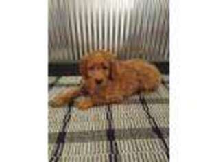 Goldendoodle Puppy for sale in Peru, IN, USA