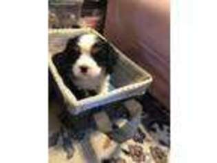 Cavalier King Charles Spaniel Puppy for sale in Red Bank, NJ, USA