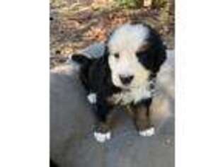 Bernese Mountain Dog Puppy for sale in Bonners Ferry, ID, USA