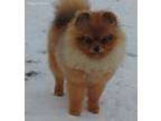 Pomeranian Puppy for sale in Belleville, MI, USA