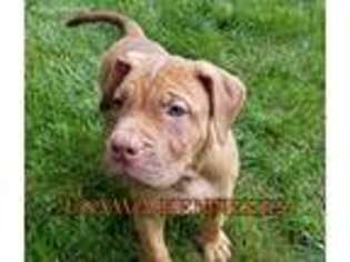 American Bandogge Puppy for sale in Upper Marlboro, MD, USA