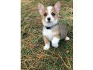 Pembroke Welsh Corgi Puppy for sale in Snow Hill, NC, USA